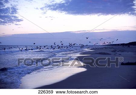Stock Photo - Birds flying over sea on beach . Fotosearch