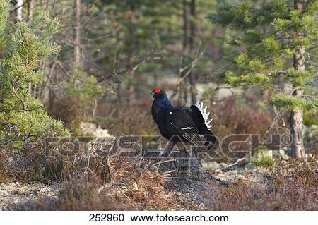 Black Grouse (Tetrao tetrix) bird in forest View Large Photo Image Stock Image - Black Grouse (Tetrao tetrix) bird in forest . Fotosearch