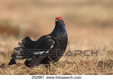 Black Grouse (Tetrao tetrix) bird in field View Large Photo Image Stock Image - Black Grouse (Tetrao tetrix) bird in field . Fotosearch