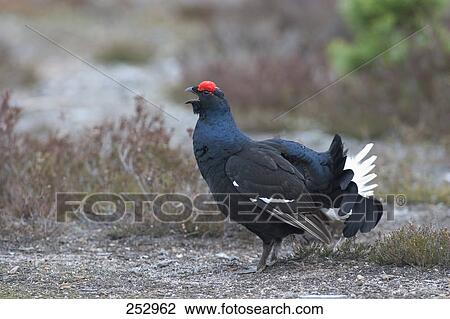 Stock Image - Black Grouse (Tetrao tetrix) bird in field . Fotosearch