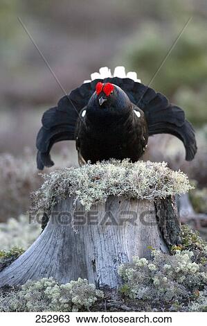 Black Grouse (Tetrao tetrix) bird on tree stump View Large Photo Image Stock Image - Black Grouse (Tetrao tetrix) bird on tree stump . Fotosearch