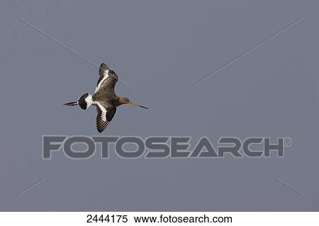Stock Photography - Black-tailed Godwit (Limosa limosa) in flight . Fotosearch