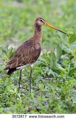 Stock Photo - Black-tailed godwit, Limosa limosa, Neusiedler See, Burgenland, Austria, Europe . Fotosearch
