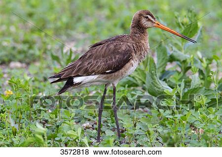 Stock Photo - Black-tailed godwit, Limosa limosa, Neusiedler See, Burgenland, Austria, Europe . Fotosearch