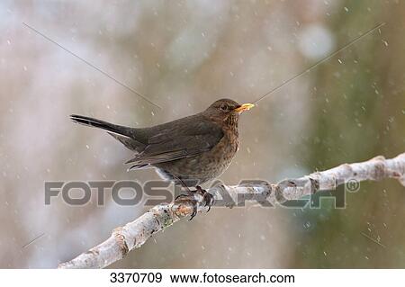 Stock Photo - Blackbird (Turdus merula) sitting on a twig, close-up . Fotosearch