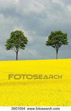 Blooming rape field, Lower Saxony, Germany View Large Photo Image Picture - Blooming rape field, Lower Saxony, Germany . Fotosearch