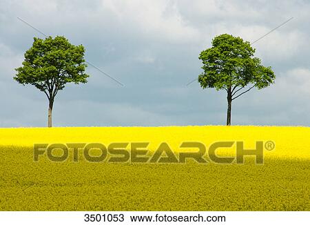 Blooming rape field, Lower Saxony, Germany View Large Photo Image Stock Image - Blooming rape field, Lower Saxony, Germany . Fotosearch