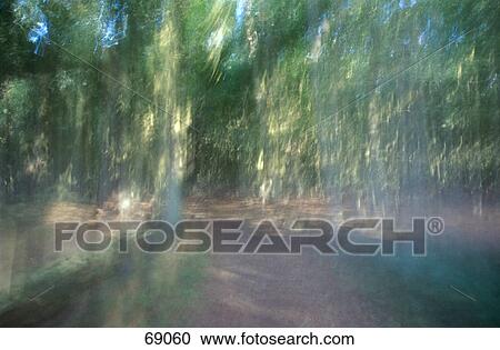 Stock Image - Blurred view of a forest, Mecklenburg-Western Pommerania, Germany . Fotosearch