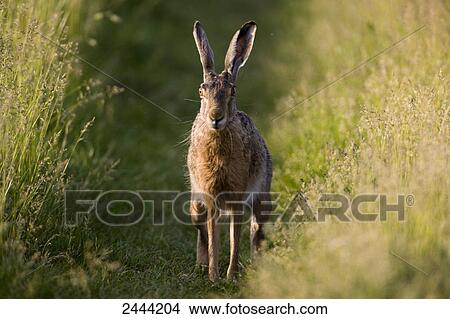 Picture - Brown Hare (Lepus capensis) in field . Fotosearch