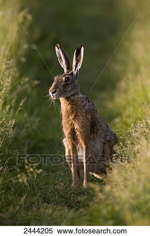 Brown Hare (Lepus capensis) in field View Large Photo Image Stock Photography - Brown Hare (Lepus capensis) in field . Fotosearch