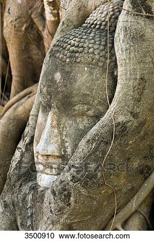 Buddha head in tree roots, Wat Mahathat, Ayuthaya,, Thailand, close-up View Large Photo Image Stock Image - Buddha head in tree roots, Wat Mahathat, Ayuthaya,, Thailand, close-up . Fotosearch