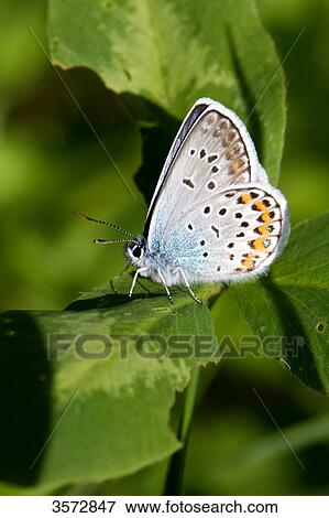 Butterfly, Neusiedler See, Burgenland, Austria, Europe View Large Photo Image Stock Photo - Butterfly, Neusiedler See, Burgenland, Austria, Europe . Fotosearch