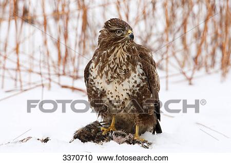 Buzzard (Buteo buteo) with prey in snow View Large Photo Image Stock Image - Buzzard (Buteo buteo) with prey in snow . Fotosearch