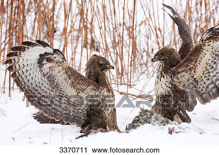 Buzzards (Buteo buteo) fighting in snow View Large Photo Image Stock Image - Buzzards (Buteo buteo) fighting in snow . Fotosearch