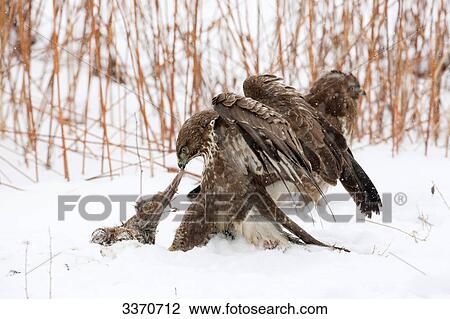 Buzzards (Buteo buteo) with prey in snow View Large Photo Image Stock Image - Buzzards (Buteo buteo) with prey in snow . Fotosearch