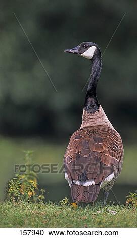 Stock Image - Canada goose (Branta Canadensis) in field . Fotosearch