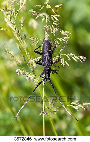 Stock Photograph - Capricorn beetle, Cerambyx scopolii, Neusiedler See, Burgenland, Austria, Europe . Fotosearch