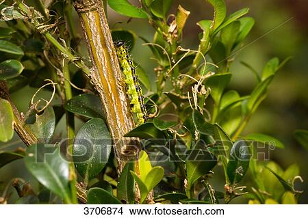 Picture - Caterpillar of the box tree moth (Cydalima perspectalis) eating box . Fotosearch