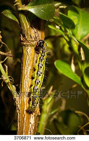 Stock Image - Caterpillar of the box tree moth (Cydalima perspectalis) eating box . Fotosearch