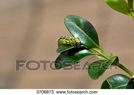 Caterpillar of the box tree moth (Cydalima perspectalis) eating box View Large Photo Image Stock Image - Caterpillar of the box tree moth (Cydalima perspectalis) eating box . Fotosearch