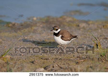 Stock Photography - Charadrius dubius, full shot . Fotosearch