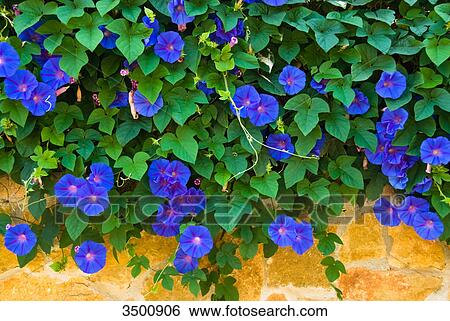 Stock Photograph - Climbing plant with blue flowers, Majorca . Fotosearch