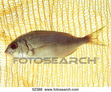 Close-up of a raw fish View Large Photo Image Stock Photo - Close-up of a raw fish . Fotosearch