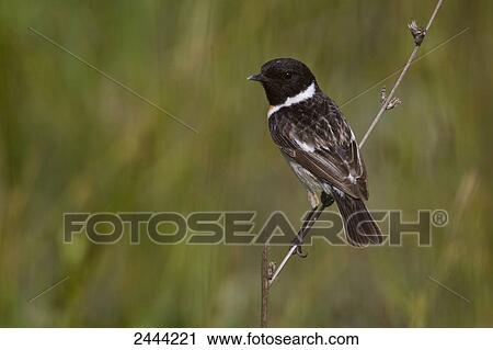 Close-up of African Stonechat (Saxicola torquatus) perching on twig View Large Photo Image Stock Image - Close-up of African Stonechat (Saxicola torquatus) perching on twig . Fotosearch