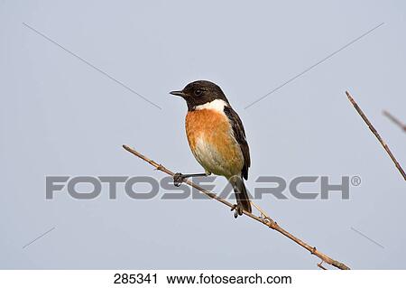 Stock Image - Close-up of African Stonechat (Saxicola torquatus) bird perching on branch . Fotosearch