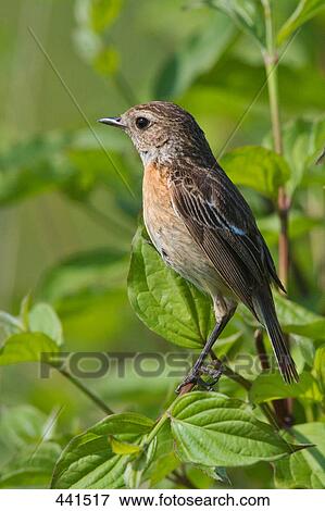 Stock Photo - Close-up of African Stonechat (Saxicola torquatus) bird perching on branch . Fotosearch