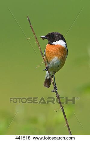 Stock Photo - Close-up of African Stonechat (Saxicola torquatus) bird perching on twig . Fotosearch