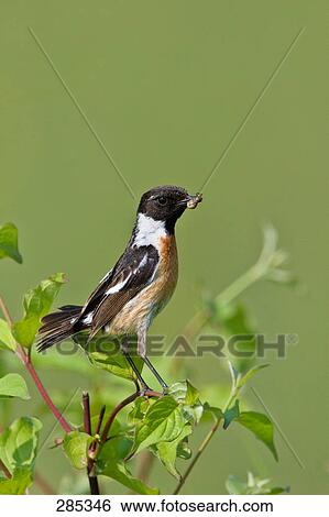 Close-up of African Stonechat (Saxicola torquatus) bird perching on branch View Large Photo Image Stock Photograph - Close-up of African Stonechat (Saxicola torquatus) bird perching on branch . Fotosearch