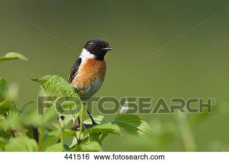 Stock Photograph - Close-up of African Stonechat (Saxicola torquatus) bird perching on branch . Fotosearch