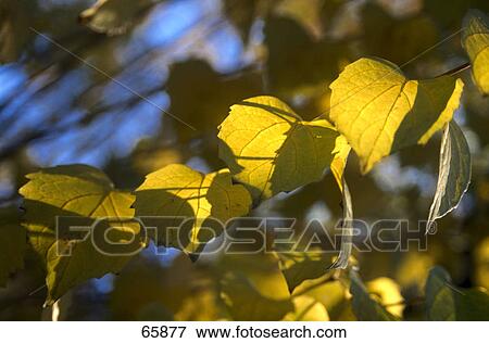 Close-up of autumn leaves View Large Photo Image Stock Photo - Close-up of autumn leaves . Fotosearch