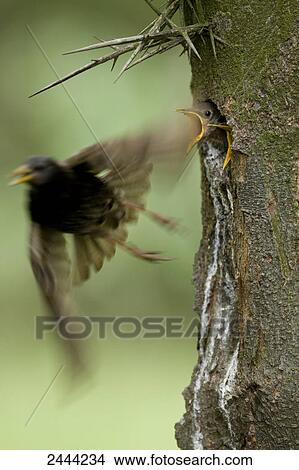 Close-up of baby European Starling (Sturnus vulgaris) peeking out of tree hole at its mother bird View Large Photo Image Picture - Close-up of baby European Starling (Sturnus vulgaris) peeking out of tree hole at its mother bird . Fotosearch