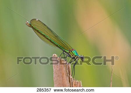 Close-up of Banded Demoiselle (Calopteryx splendens) on wood View Large Photo Image Stock Photo - Close-up of Banded Demoiselle (Calopteryx splendens) on wood . Fotosearch