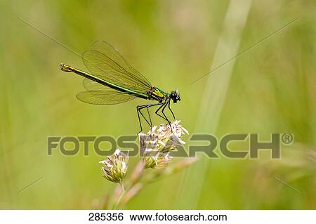 Close-up of Banded Demoiselle (Calopteryx splendens) on flower View Large Photo Image Stock Photograph - Close-up of Banded Demoiselle (Calopteryx splendens) on flower . Fotosearch