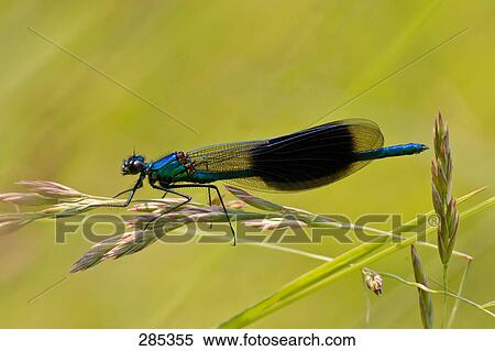 Close-up of Banded Demoiselle (Calopteryx splendens) on flower View Large Photo Image Stock Photography - Close-up of Banded Demoiselle (Calopteryx splendens) on flower . Fotosearch