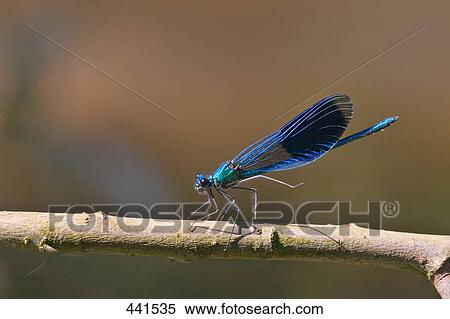 Close-up of Banded Demoiselle (Calopteryx splendens) on branch View Large Photo Image Stock Photography - Close-up of Banded Demoiselle (Calopteryx splendens) on branch . Fotosearch