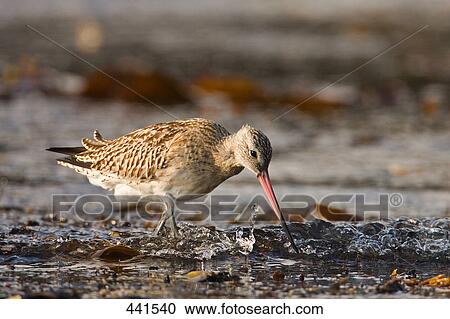 Stock Image - Close-up of Bar-tailed Godwit (Limosa lapponica) bird foraging in water . Fotosearch