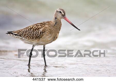 Stock Photo - Close-up of Bar-tailed Godwit (Limosa lapponica) bird on beach . Fotosearch