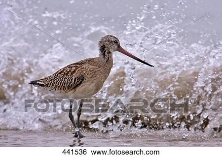Stock Photograph - Close-up of Bar-tailed Godwit (Limosa lapponica) bird on beach . Fotosearch