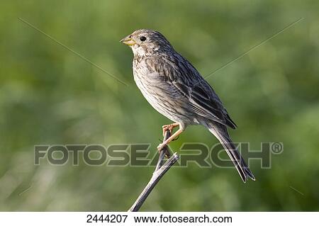 Stock Photo - Close-up of bird perching on branch, Austria . Fotosearch