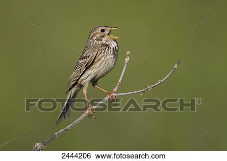 Stock Photograph - Close-up of bird perching on branch, Austria . Fotosearch
