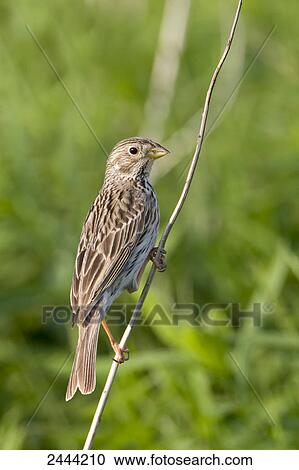 Close-up of bird perching on twig, Austria View Large Photo Image Stock Image - Close-up of bird perching on twig, Austria . Fotosearch