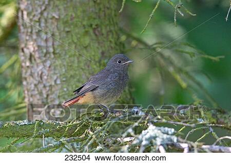Close-up of Black Redstart (Phoenicurus ochruros) bird perching on branch View Large Photo Image Picture - Close-up of Black Redstart (Phoenicurus ochruros) bird perching on branch . Fotosearch