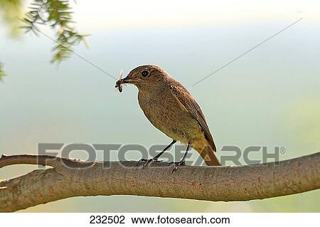 Close-up of Black Redstart (Phoenicurus ochruros) bird perching on branch with insect in its beak View Large Photo Image Stock Image - Close-up of Black Redstart (Phoenicurus ochruros) bird perching on branch with insect in its beak . Fotosearch