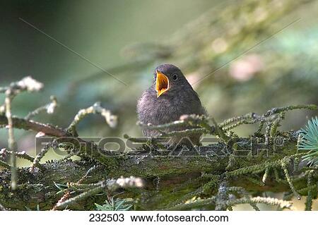 Close-up of Black Redstart (Phoenicurus ochruros) bird perching on branch View Large Photo Image Stock Image - Close-up of Black Redstart (Phoenicurus ochruros) bird perching on branch . Fotosearch