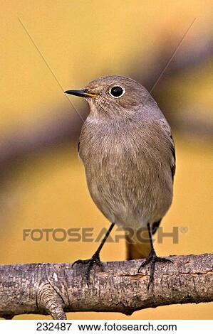 Close-up of Black Redstart (Phoenicurus ochruros) bird perching on branch View Large Photo Image Stock Photo - Close-up of Black Redstart (Phoenicurus ochruros) bird perching on branch . Fotosearch
