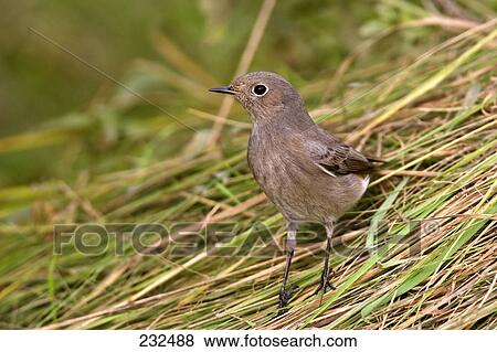 Close-up of Black Redstart (Phoenicurus ochruros) bird on straw View Large Photo Image Stock Photo - Close-up of Black Redstart (Phoenicurus ochruros) bird on straw . Fotosearch